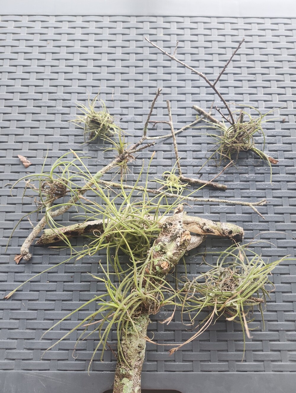 Assorted Group Of Large And Small Air Plants